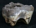 Pleistocene Fossil Tapir Molar - Florida #9959-1